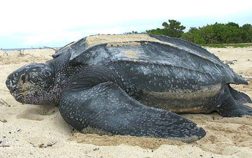 Leatherback turtle