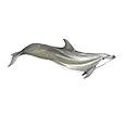 Bottlenose Dolphin