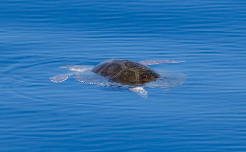 Loggerhead turtle FAR