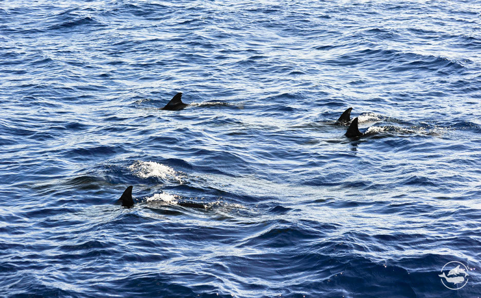 Short-beaked Common Dolphin FAR