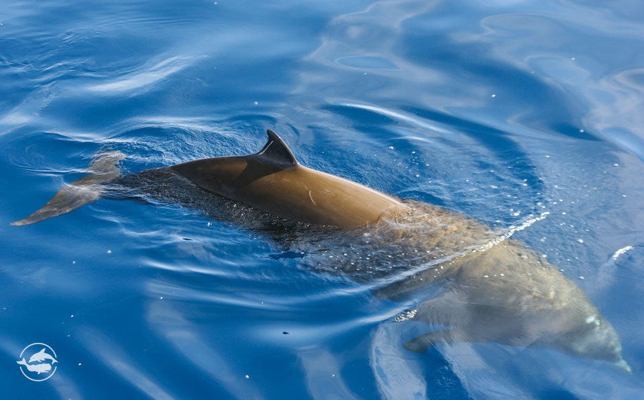 Cuvier’s Beaked Whale CLOSE