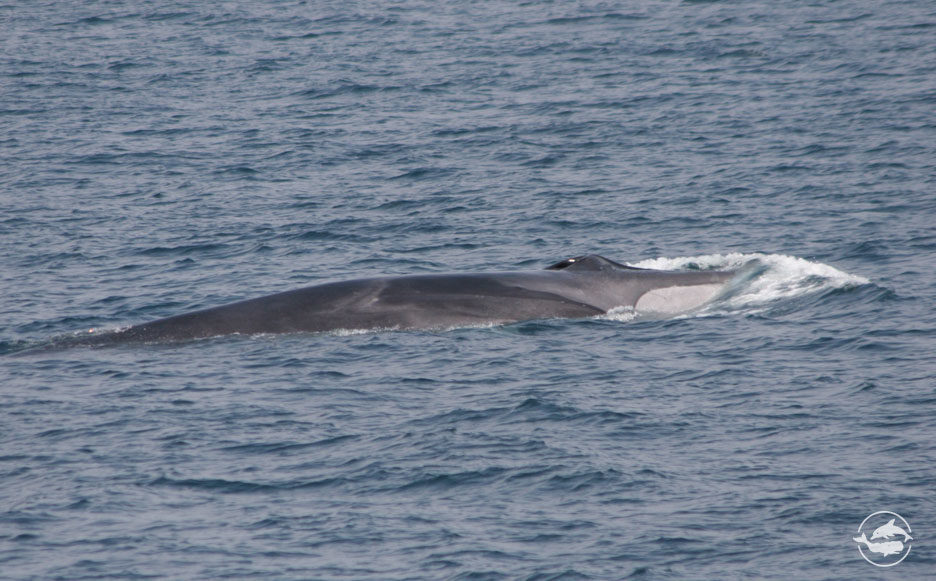 Fin whale CLOSE