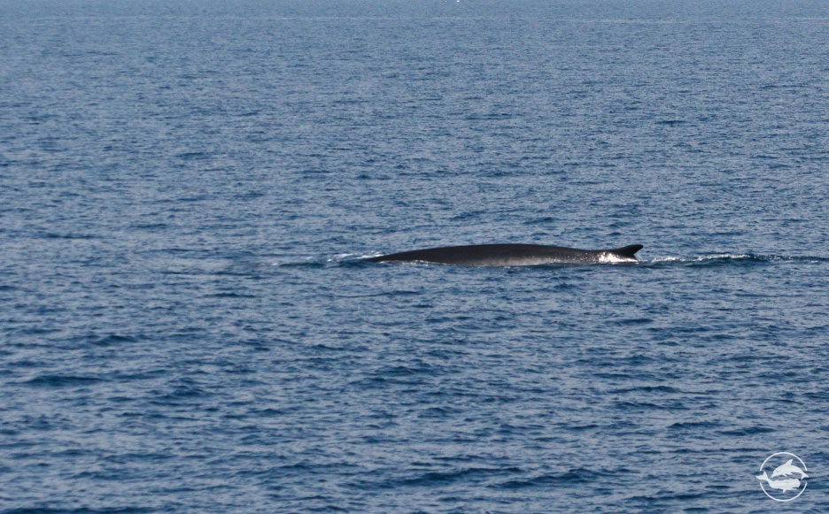 Fin whale FAR