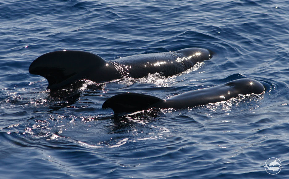 Long-finned Pilot Whale CLOSE