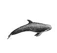 Risso’s Dolphin
