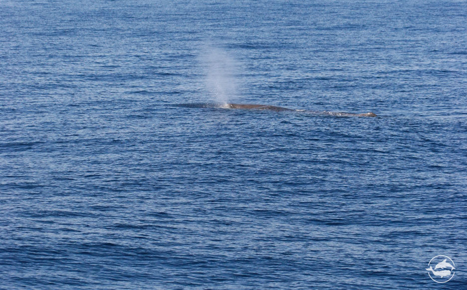 Sperm whale FAR