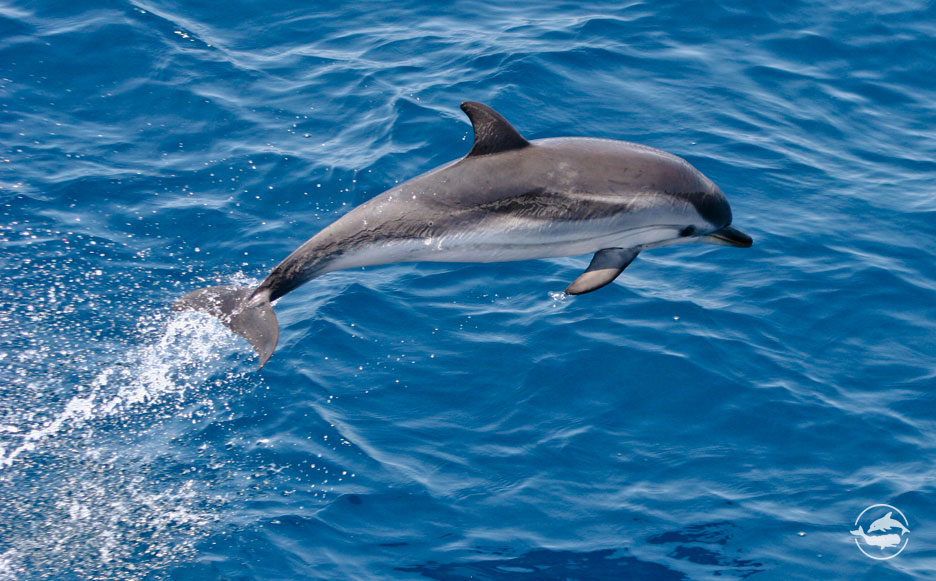 Striped Dolphin CLOSE