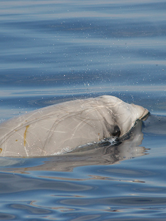Cuvier’s Beaked Whale