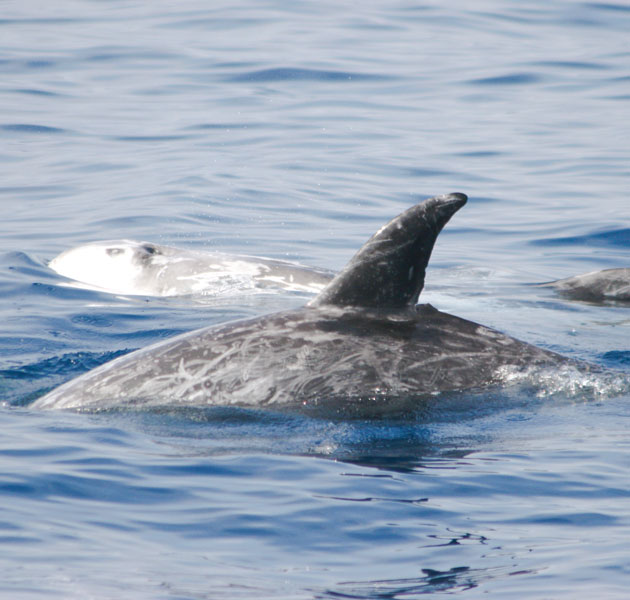 risso-dolphin-dorsalfin-ecomarinemalta