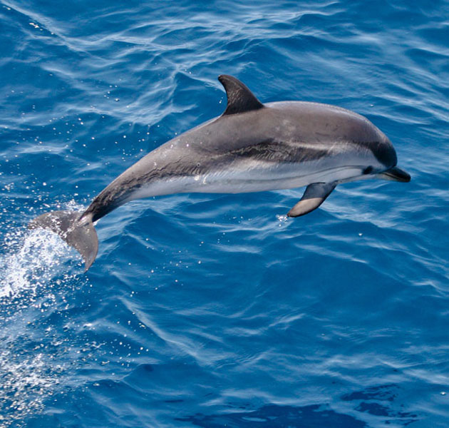 striped-dolphin-jumping-ecomarine